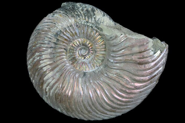Iridescent Ammonite (Quenstedticeras) Fossil With Pyrite #78505